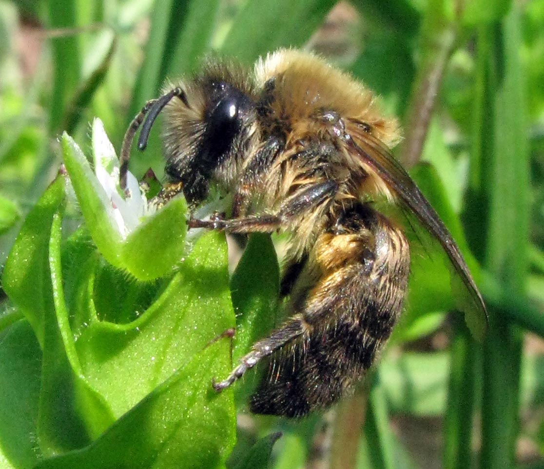 Possibile femmina di Colletes cunicularius